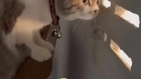New Funny Videos 2023🤣cats🐈‍⬛ and Dogs