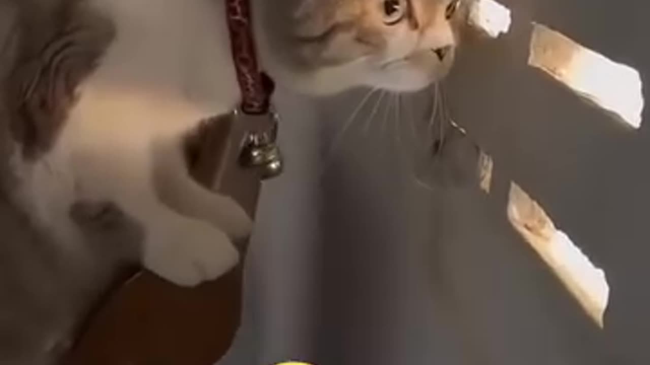 New Funny Videos 2023🤣cats🐈⬛ and Dogs