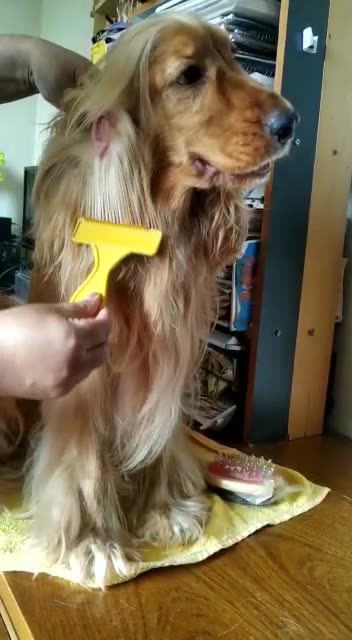 Entertainment dog, cute, viral, Subscribe to my channel, like, share,