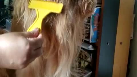 Entertainment dog, cute, viral, Subscribe to my channel, like, share,