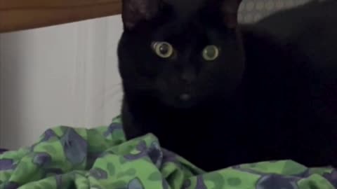 Cute Precious Piper Looks Very Regal - Adopting a Cat from a Shelter Vlog #shorts