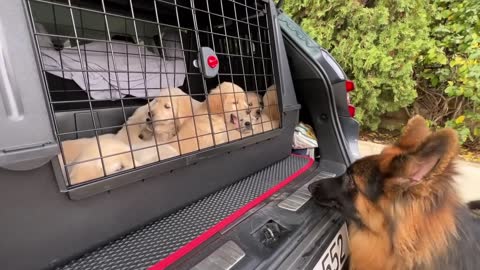 German Shepherd Meets Puppies for The First Time