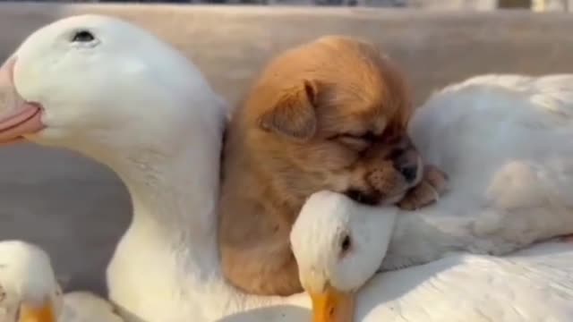 Cute dog playing with duck🦆