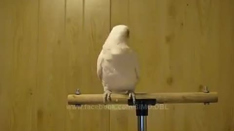 Parrot dance،