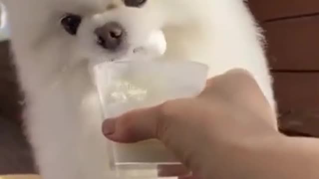 Cute Dog eating Ice Cream