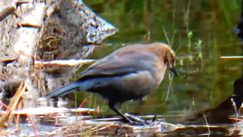 Rusty Blackbird