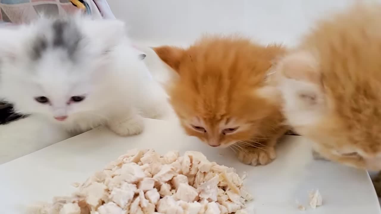 Dad! I'm hungry - Kittens first time eats weaning - Cute baby Kittens