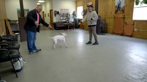 Extremely reactive pitbull + Leash reactive dog training