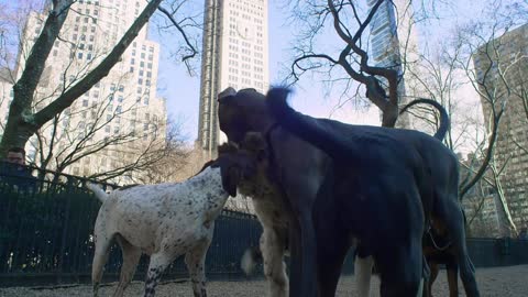 Dogs playing in the park.