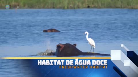 Habitat dos Animals - Liao, Giraffa, Cavallo, Galina