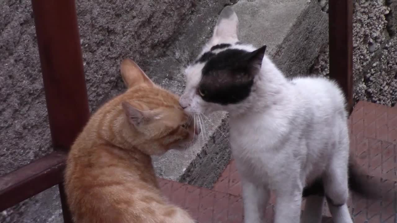 Unlikely animal friendships: Cat anger comic video 🤣