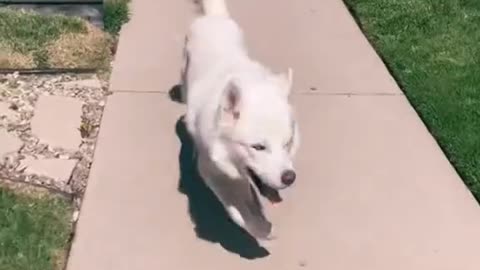 You will be surprised to see the running style of this dog