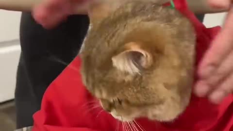 funny pet