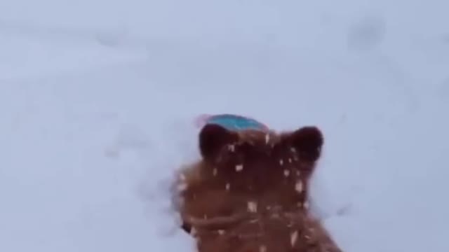 dog stuck in snow