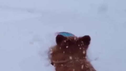 dog stuck in snow