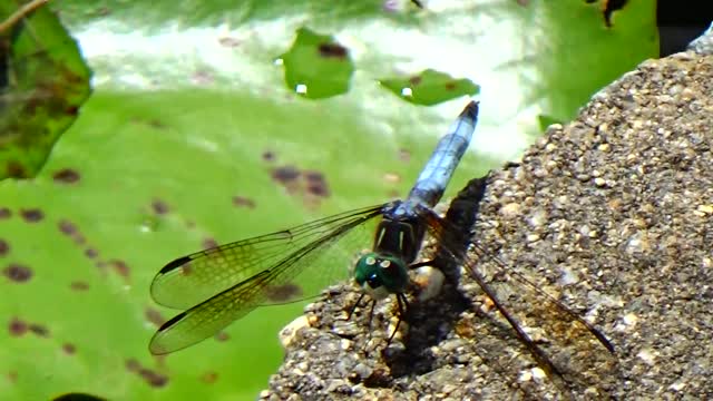 Dragonfly