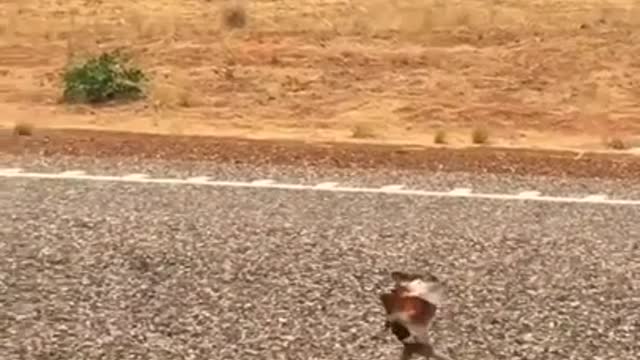Animals will be funny too, so cute