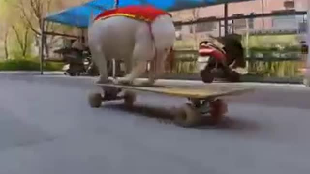 Skatedog 05