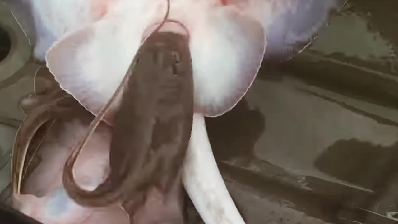 Stingray gives birth #stingray #baby