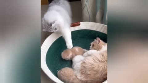 16 minutes of adorable cats and kittens videos to keep you smiling