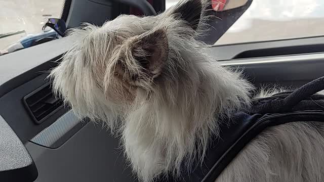 Spike Watching the other trucks
