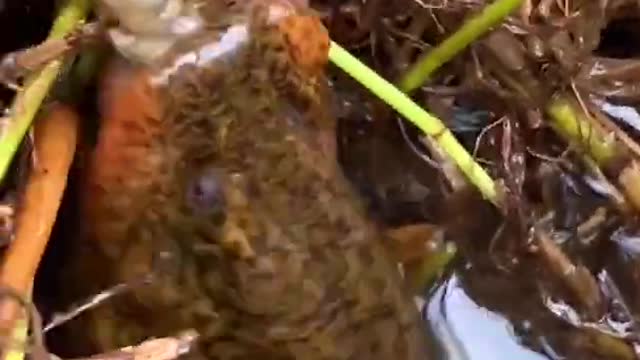 #Shorts Unique Fishing 🧐 Catching Yellow Monster Eel Fish From Under Deep Mud #48