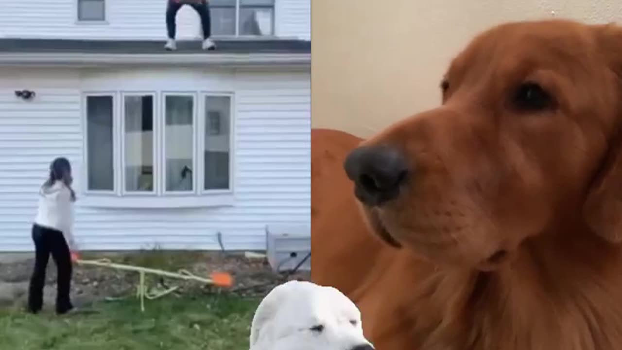 My dog is looking for something 😍😍😍😍