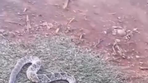 Funniest_animal_cat_snake_dog