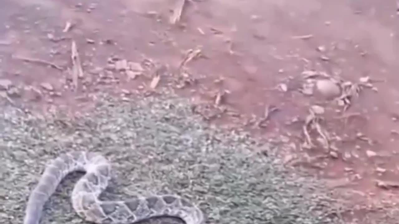 Funniest_animal_cat_snake_dog