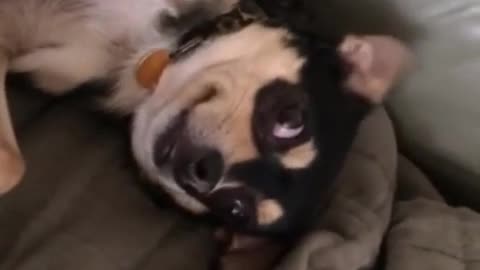 Black and brown dog sleeping on back woken by owner