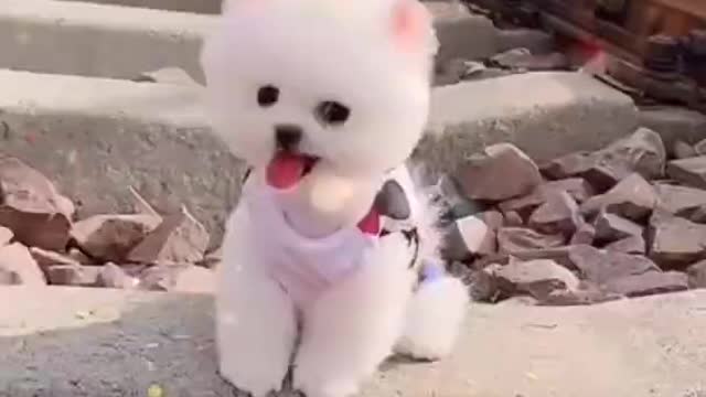 Cute😘 pomaranian dog/cute dog