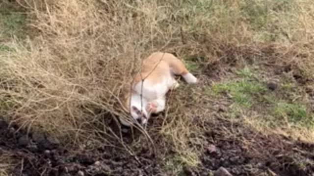 Baby Loki in the Sagebrush 2