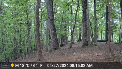 The Woods – 04/27/2024