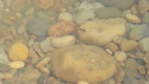 Baby fish on the big river many small fish swim along the riverbank.