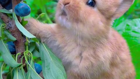 Cute rabbit eating 😍😍 