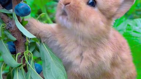 Cute rabbit eating 😍😍