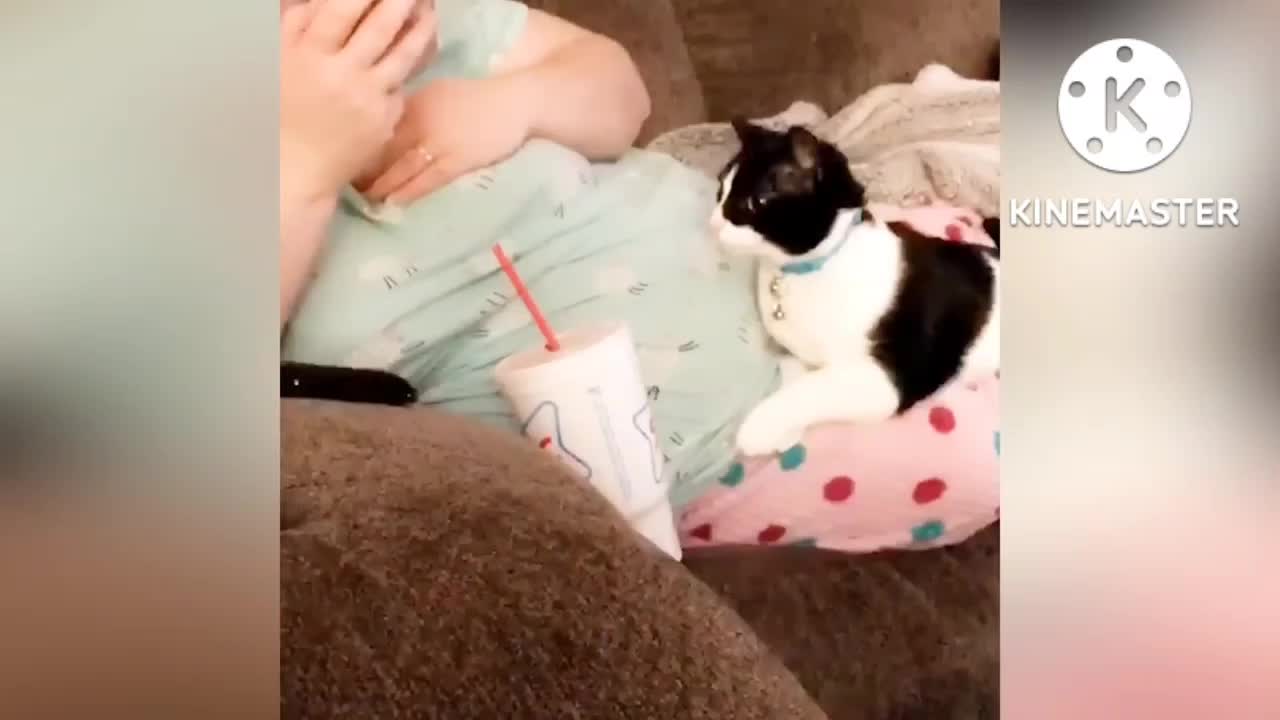 New 2022 video friendly cute cat
