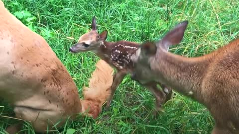 Golden retriever's been best friends with this deer for 11 years
