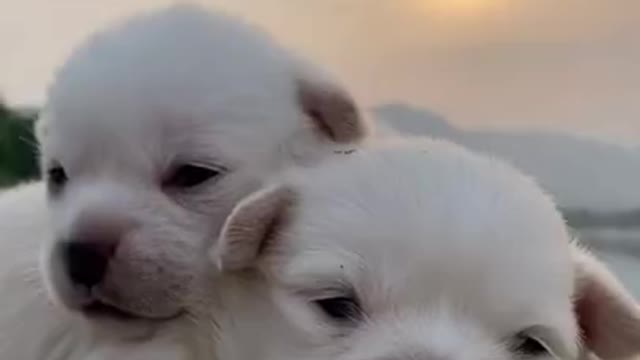 Funny Animal Videos - Awesome Funny Pet Animals | Cute Animals | Super Funny Dog Videos #short video