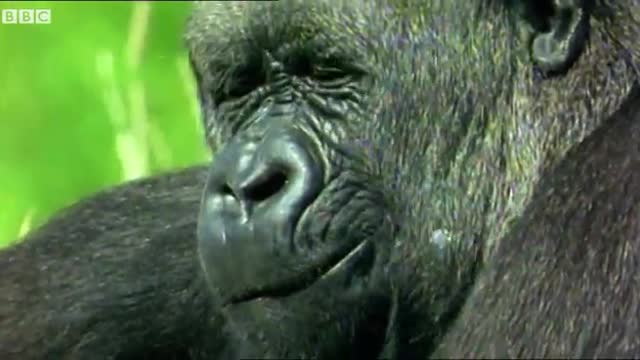 Gorilla Wonders Why He Can't Get a Job | Walk On The Wild Side | Funny Talking Animals | BBC Earth