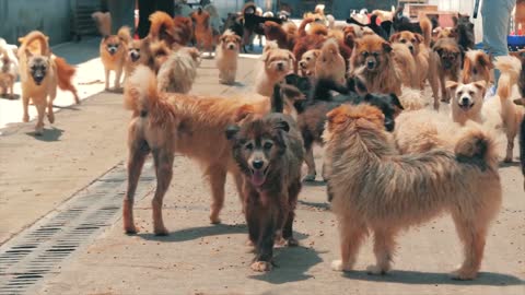 dog shelter \ a lot of stray dogs