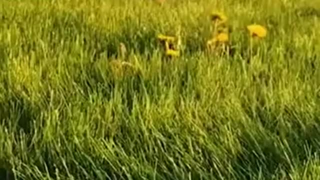 Try not to laugh 2022 Dog Fail's #Shorts