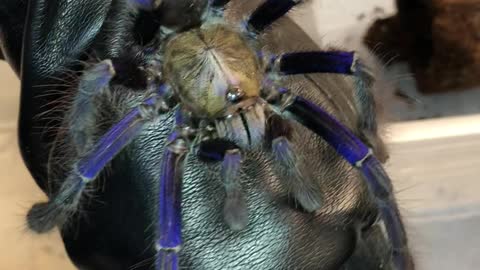 Jaw Dropping Singapore Blue Tarantula