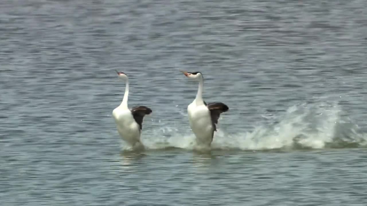 walk on the water