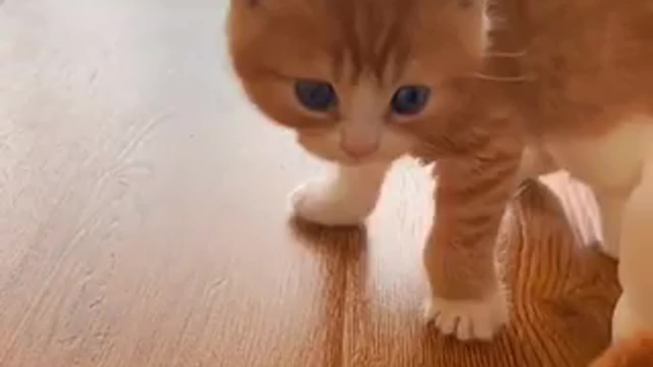 Beautiful cat 🐈‍⬛ trending video