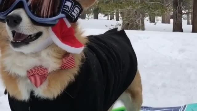 Super Corgi Sledding