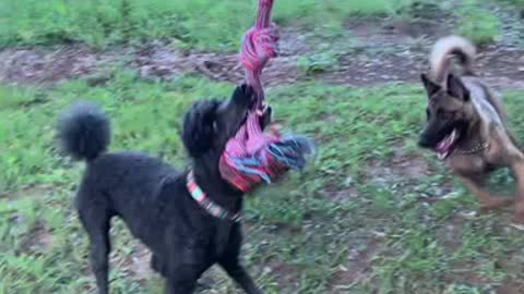 Poodle viciously claims rope