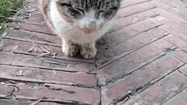 Cute Cat🐈 Video By Kingdom of Awais