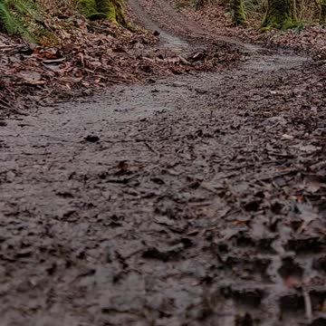 Hiking or Walking in the Pacific Northwest. Just a fast walk.
