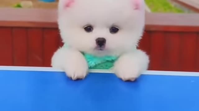 Funny and Cute Dogs Videos Compilation 2021_|08|_ #shorts